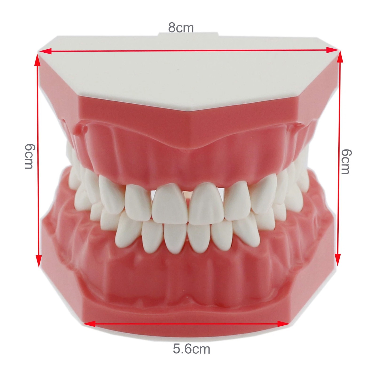 US Dental Typodont Standard 1:1 Brushing Flossing Practice Teeth Model M7010-1