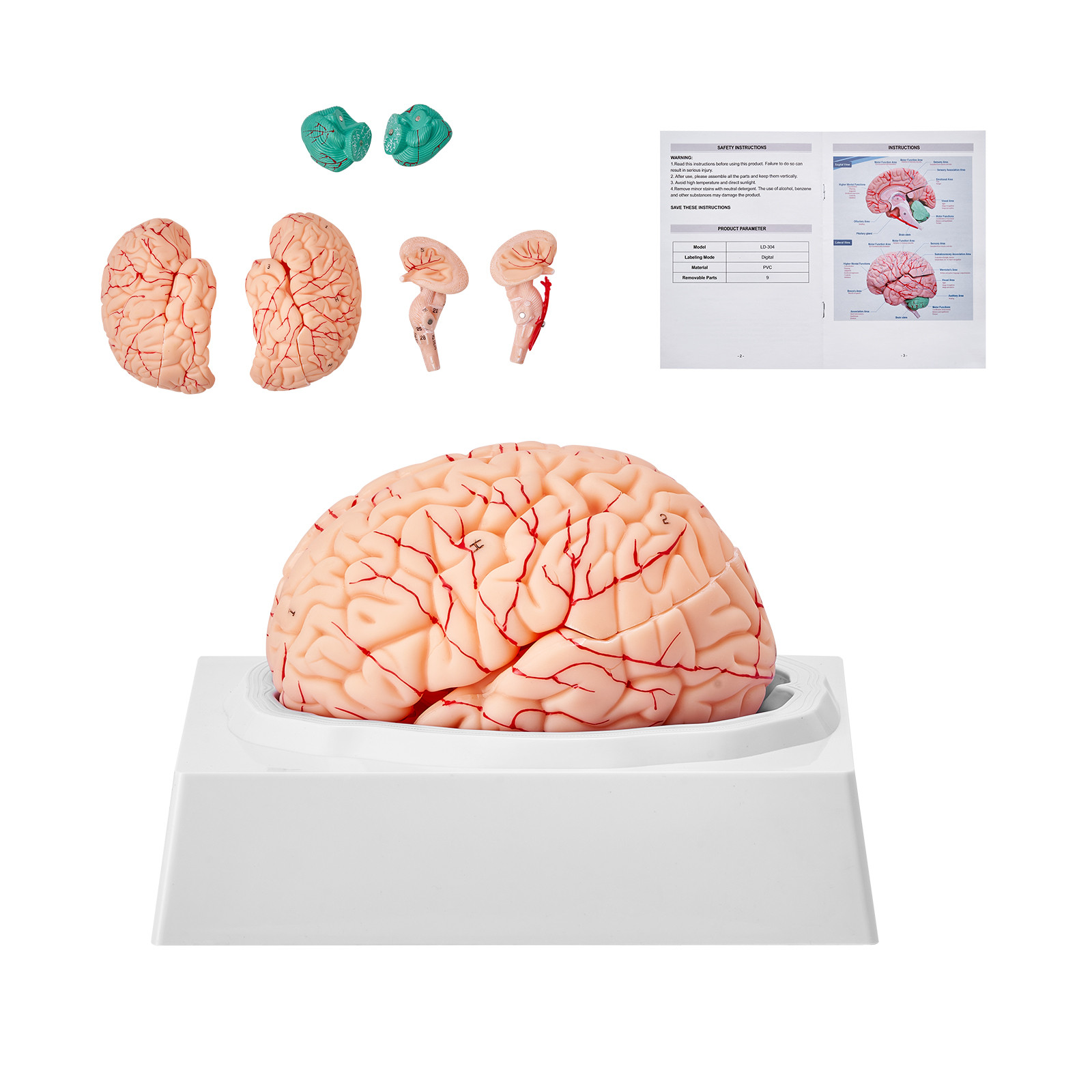 VEVOR Human Brain Model Anatomy Teaching Brain Model 9-Part Labeled Life Size