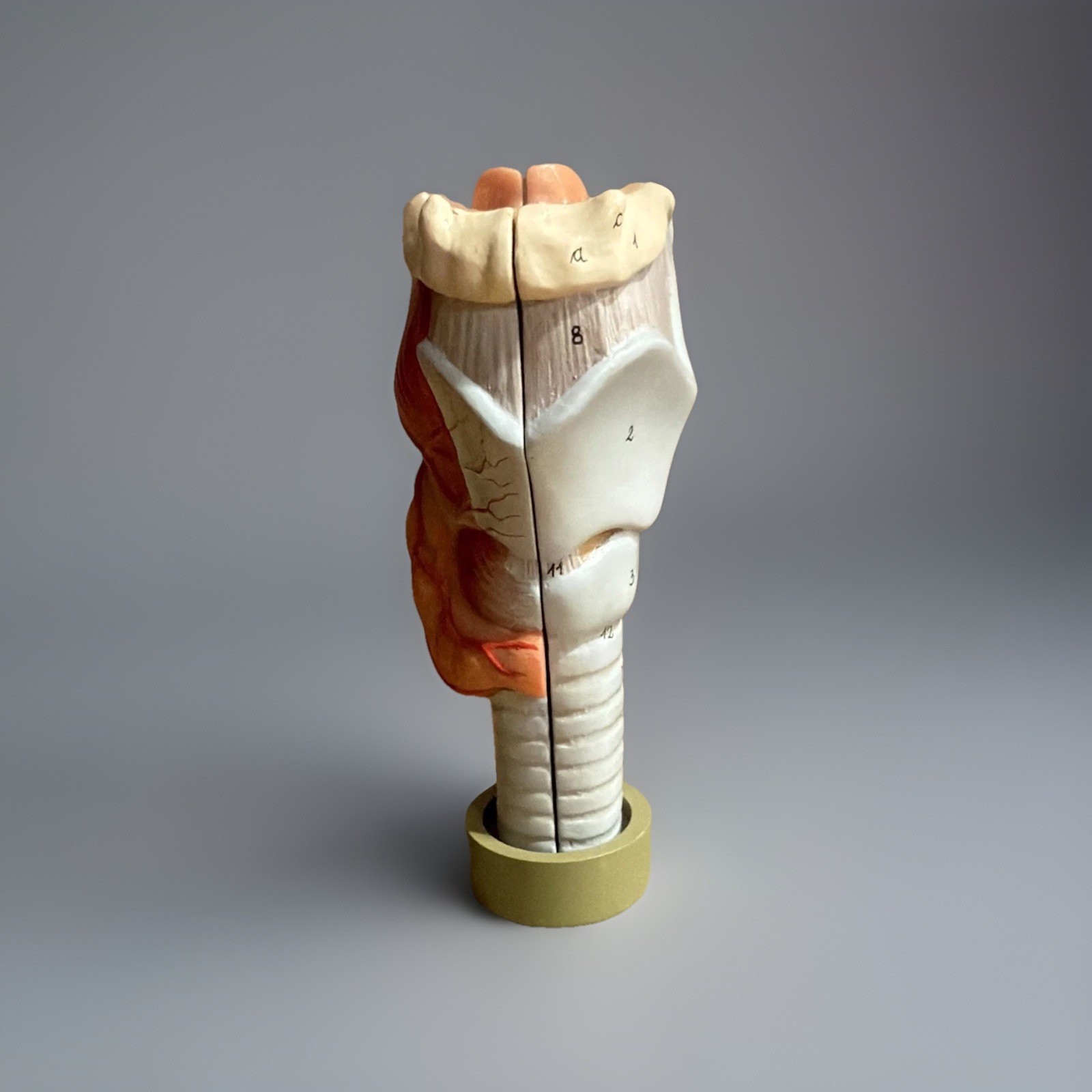 Life Size Human Larynx/ Anatomical Model. 2 Part Model Medical Teaching Aid