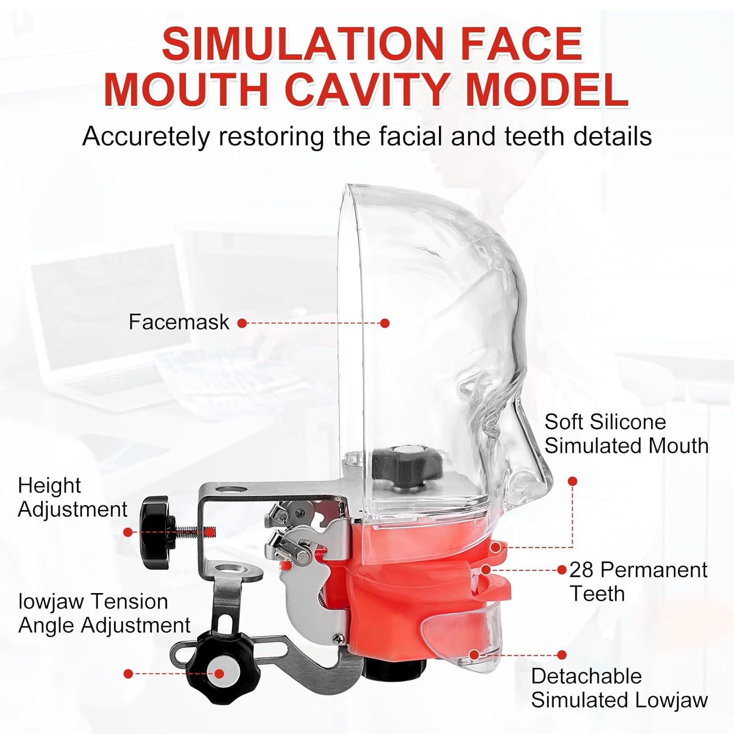 Dental Simulator Mannequin Head Teeth Model Typodont Model &Teeth Mount Pole New