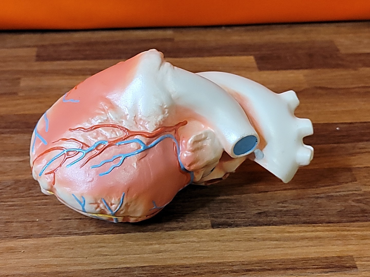 Vintage Human Anatomical Heart 2 Piece Display Model