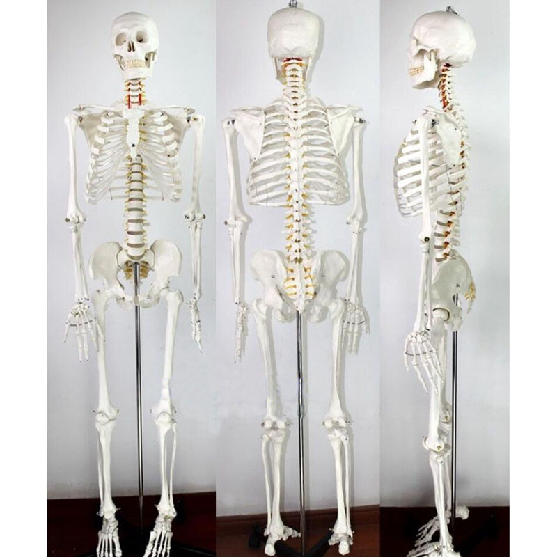 Techtongda Medical Full Body Anatomical Human Skeleton Model on Stand 180cm