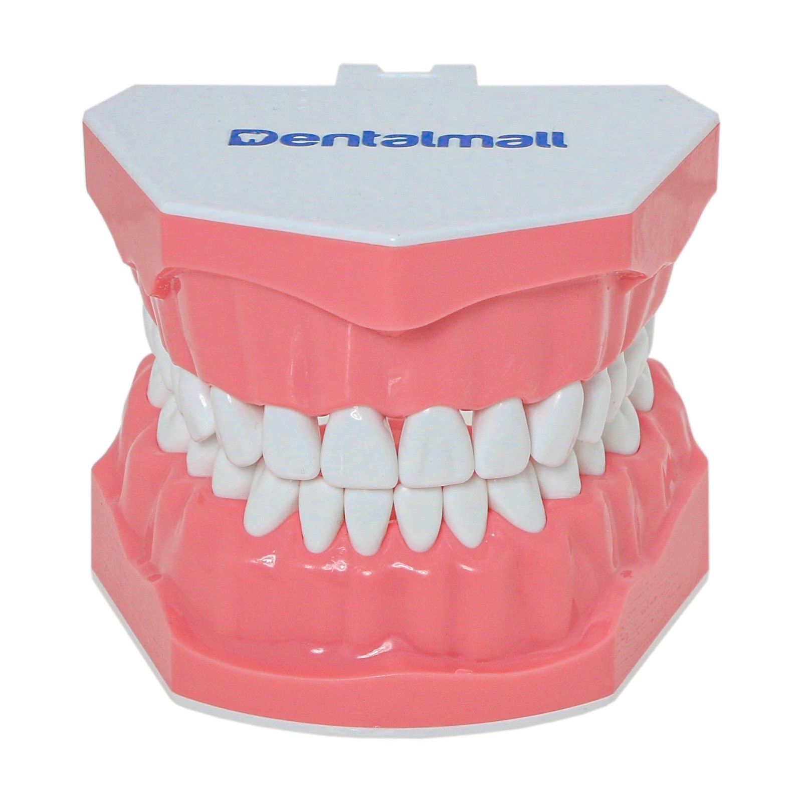 US Dental Teeth Typodont Model for Brushing Flossing Practice Teaching Study