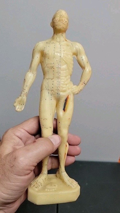 10″ Human Chinese Acupuncture Model 26cm Tall Anatomical Sculpture Figurine