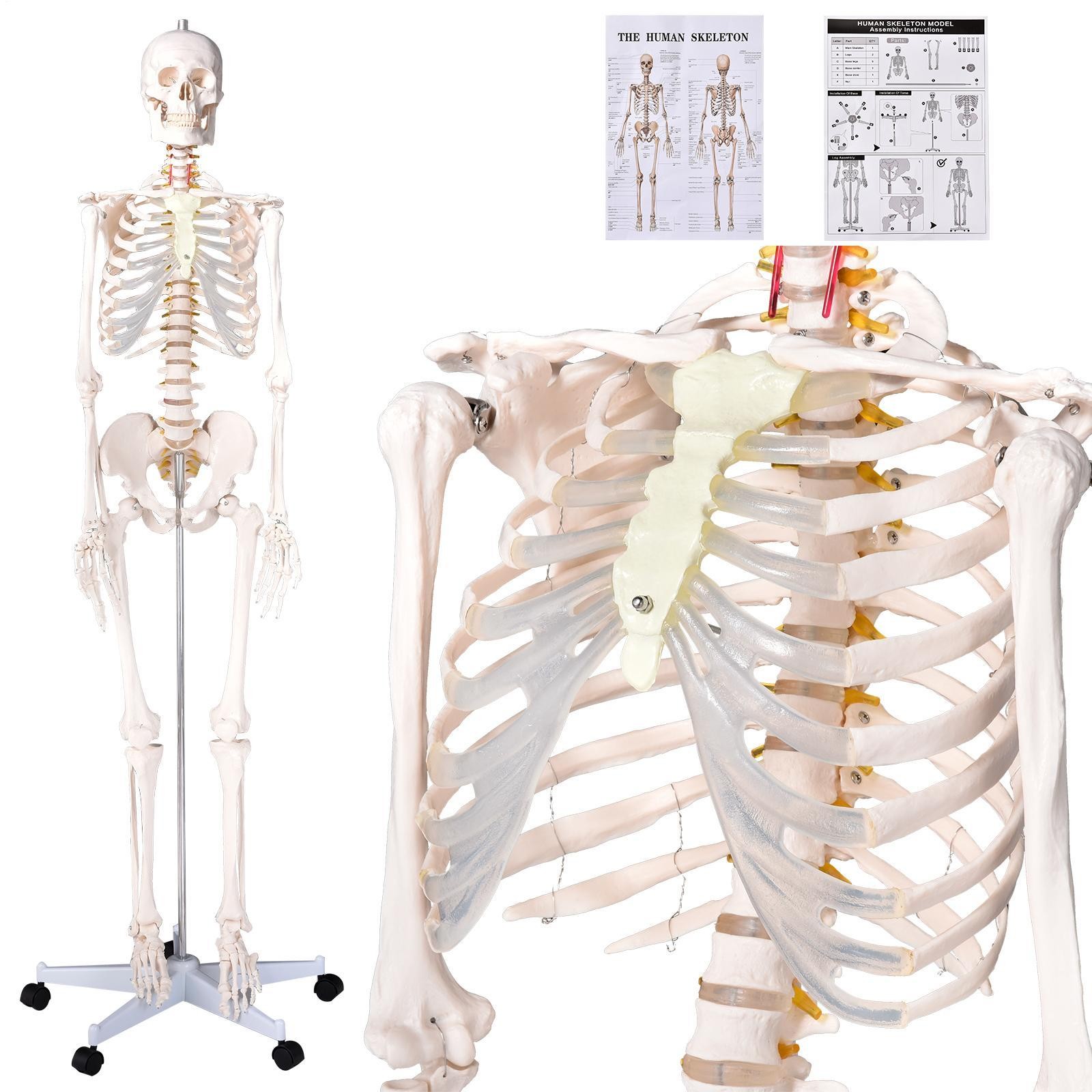 Human Skeleton Model Anatomical Skeleton Life Size