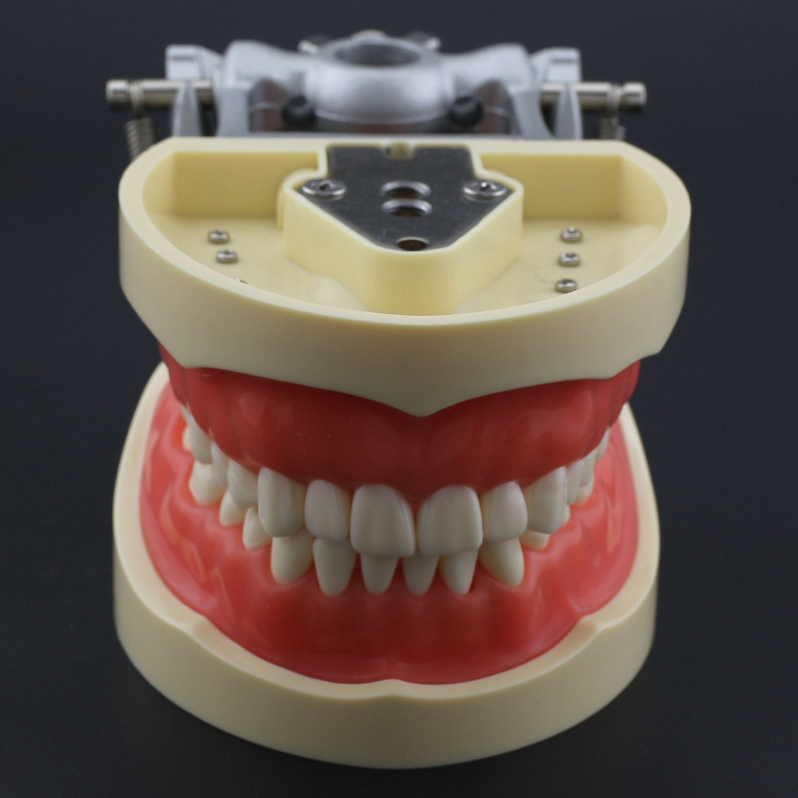 Dental Typodont Training Model Columbia Kilgore Nissin Mounting Pole 28 32 Teeth