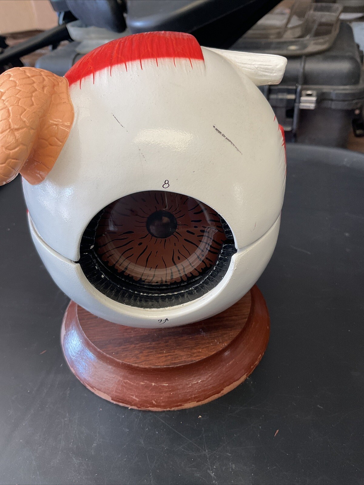 Denoyer Geppert Vintage 4 Part Eyeball Model Anatomy Base Painted Signed Eye