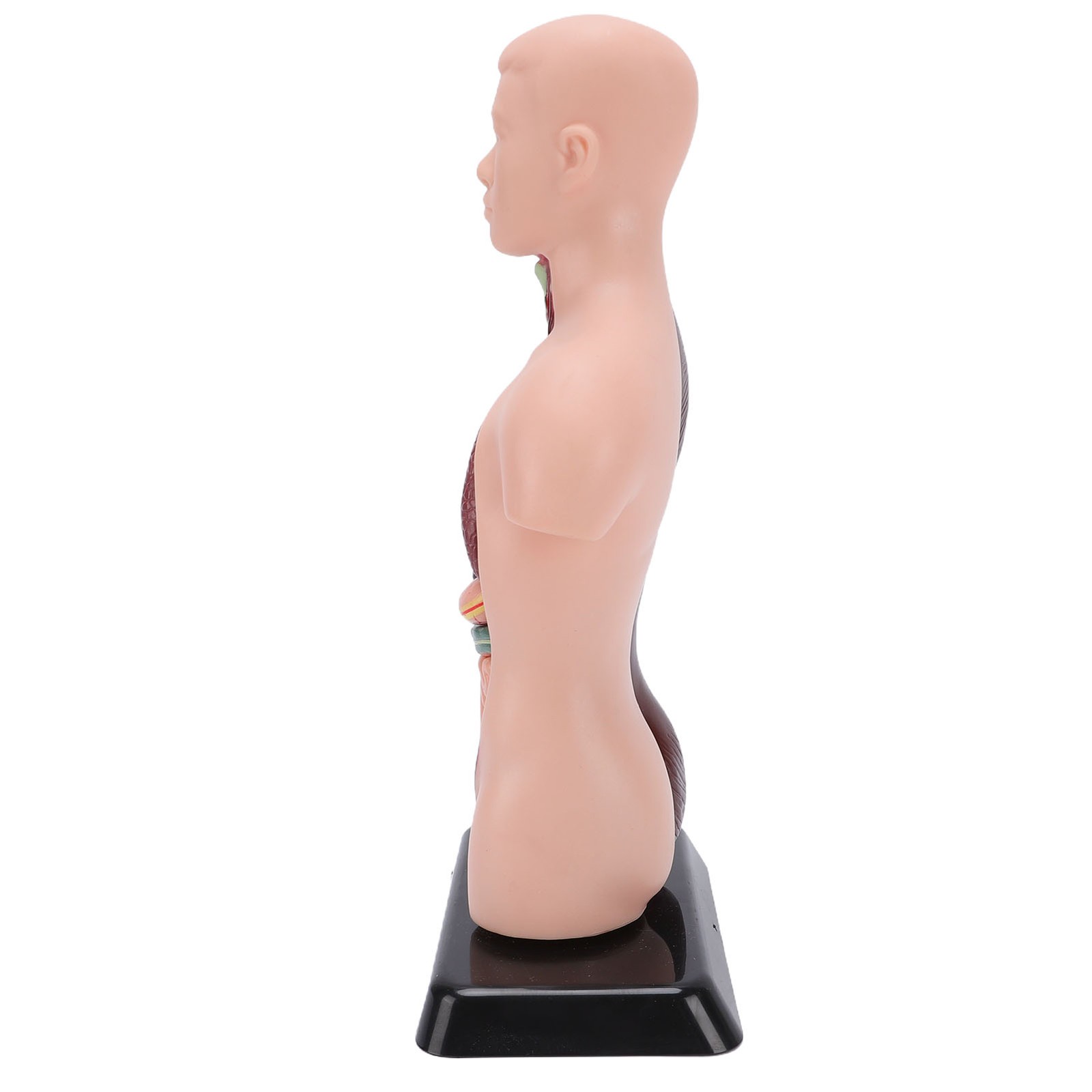 Interactive Human Body Model Organ Replica Education V1