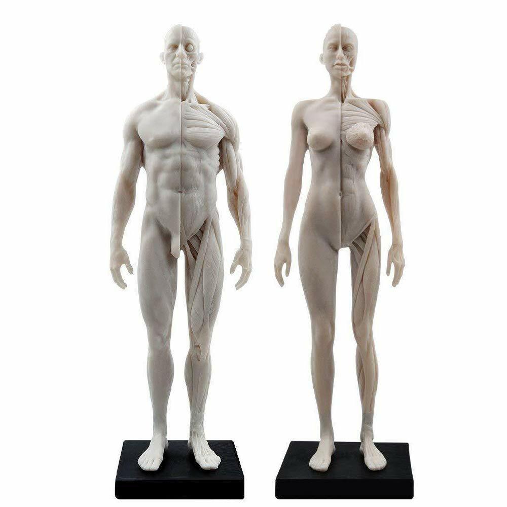30cm Human Anatomical Model Art Anatomical Figure Male+Female White US STOCK