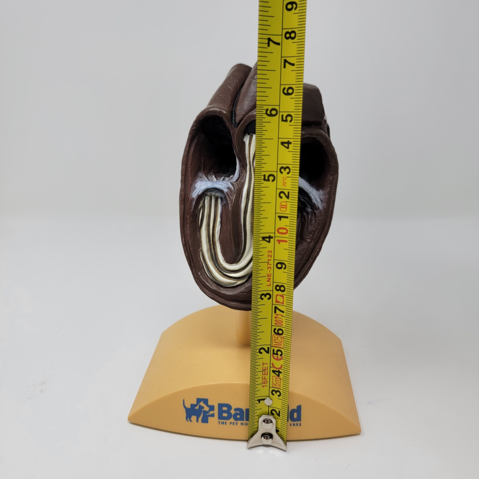 Banfield Veterinary Plastic Anatomical Model for Education – Canine Heart