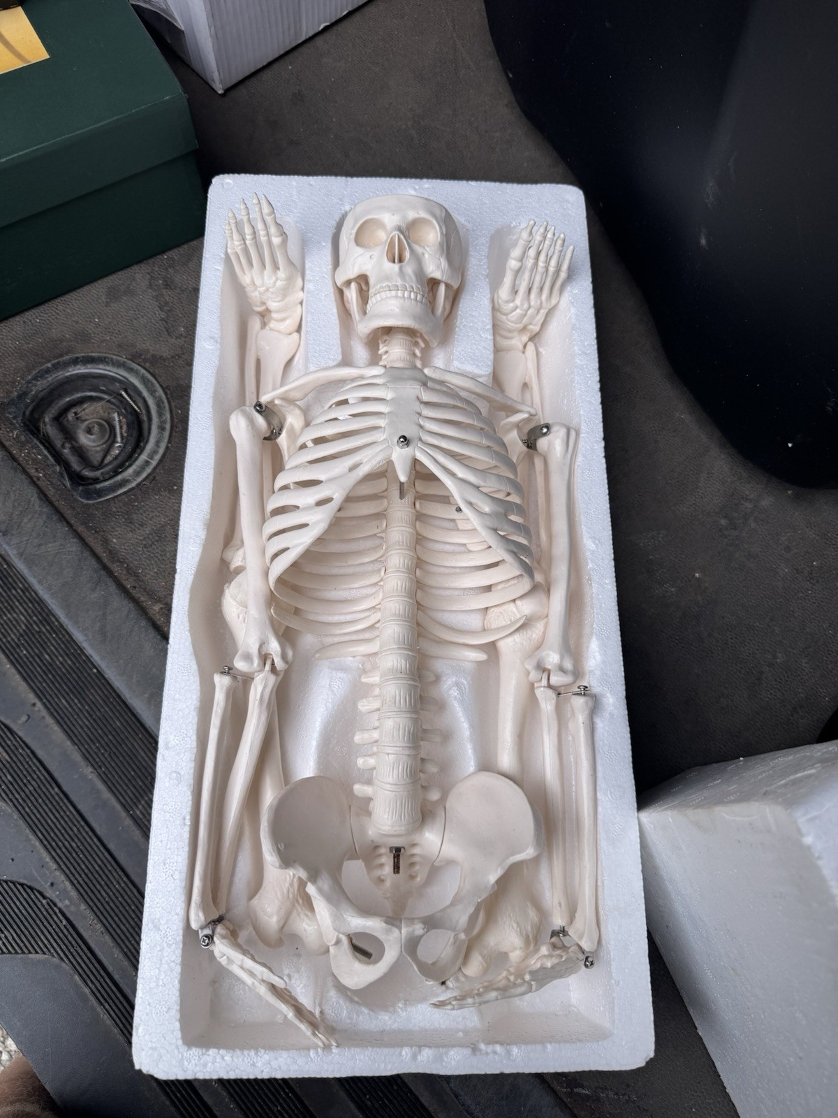 Human Skeleton Model Medical Anatomical Skeleton Life Size Anatomy Teaching