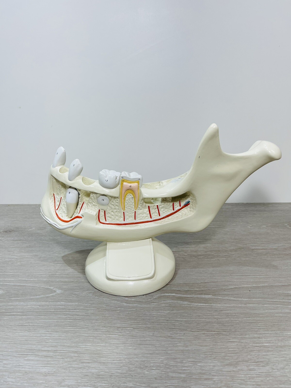 Denoyer Geppert Anatomical Model – Lower Jaw Bone Teeth