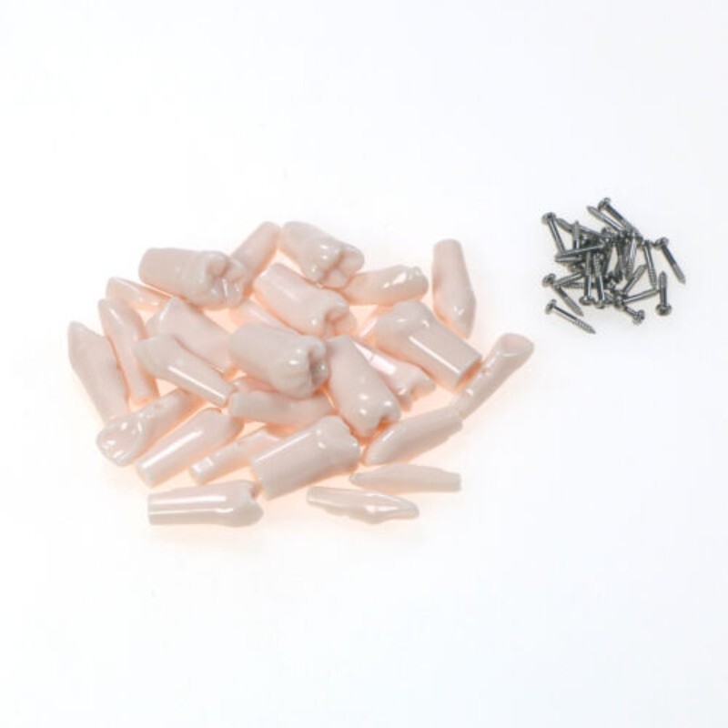 Dental Practice Typodont Teeth Model Removable Teeth 28 pcs Kilgore Nissin 200
