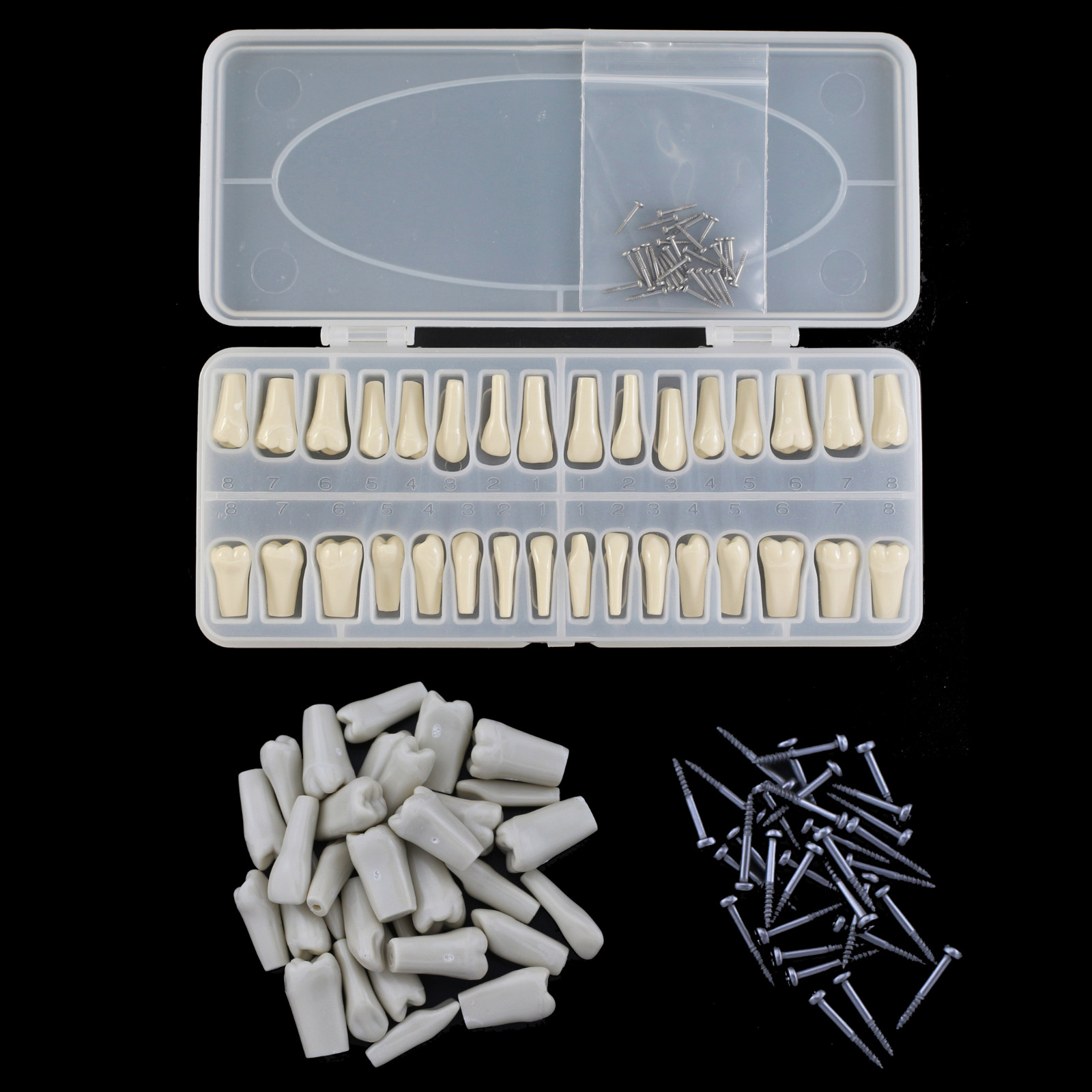 For Columbia 860 Dentoform Dental Typodont Teeth Replacement Set of 32pcss Teeth