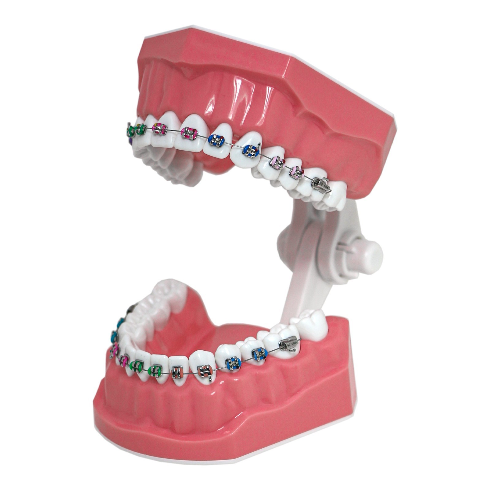 US Dental Typodont 1:1 Teeth Model with/without Orthodontic Brackets Brushing