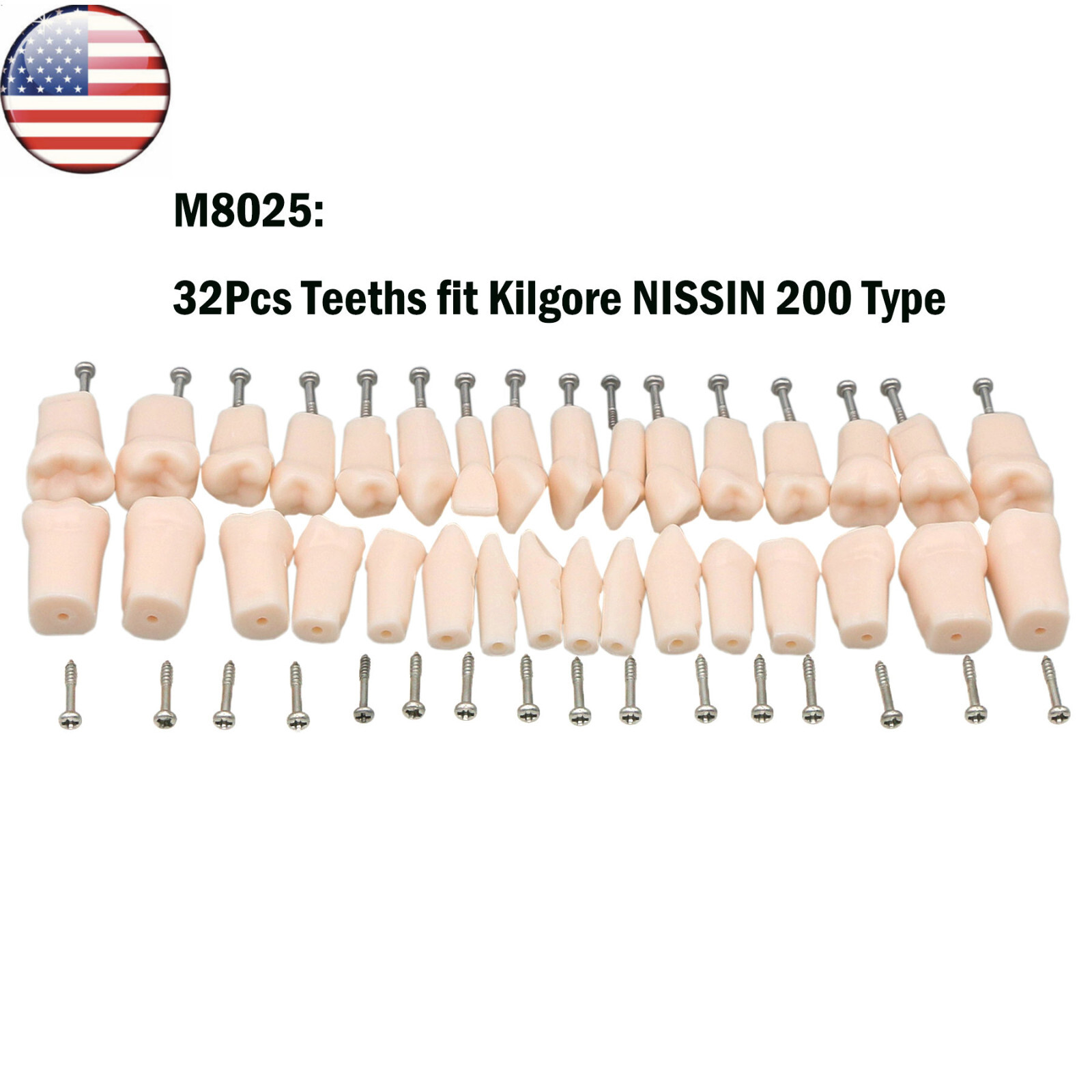 Dental Typodont Replacement Screw-in Teeth Model fits Kilgore NISSIN 200/500Type