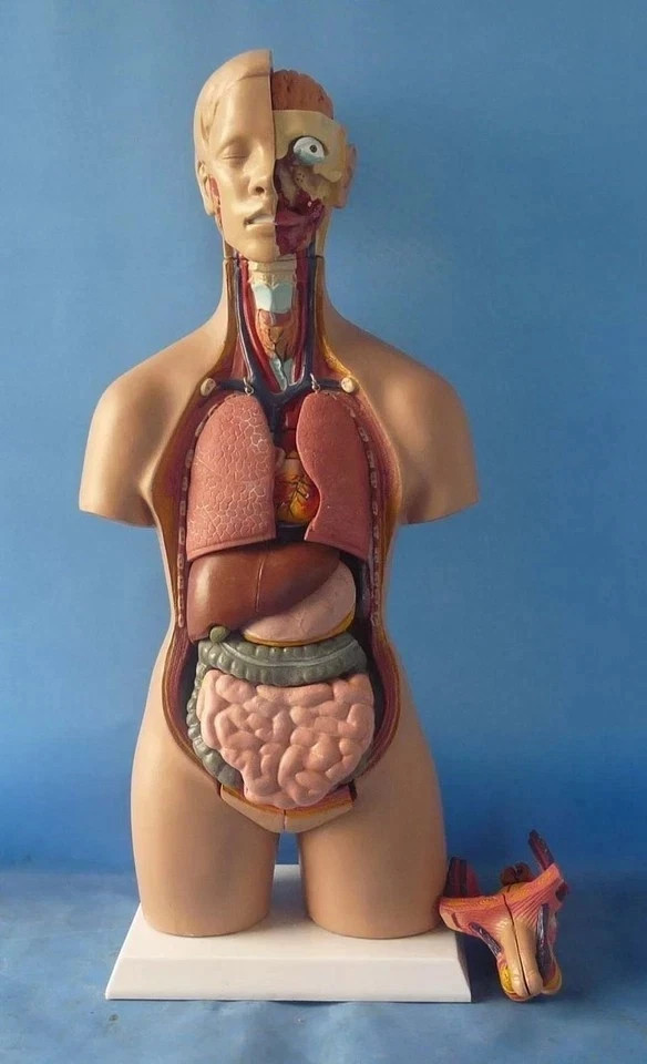Human Torso 21» Model Assembled Medical Human Anatomy Body Educational Science