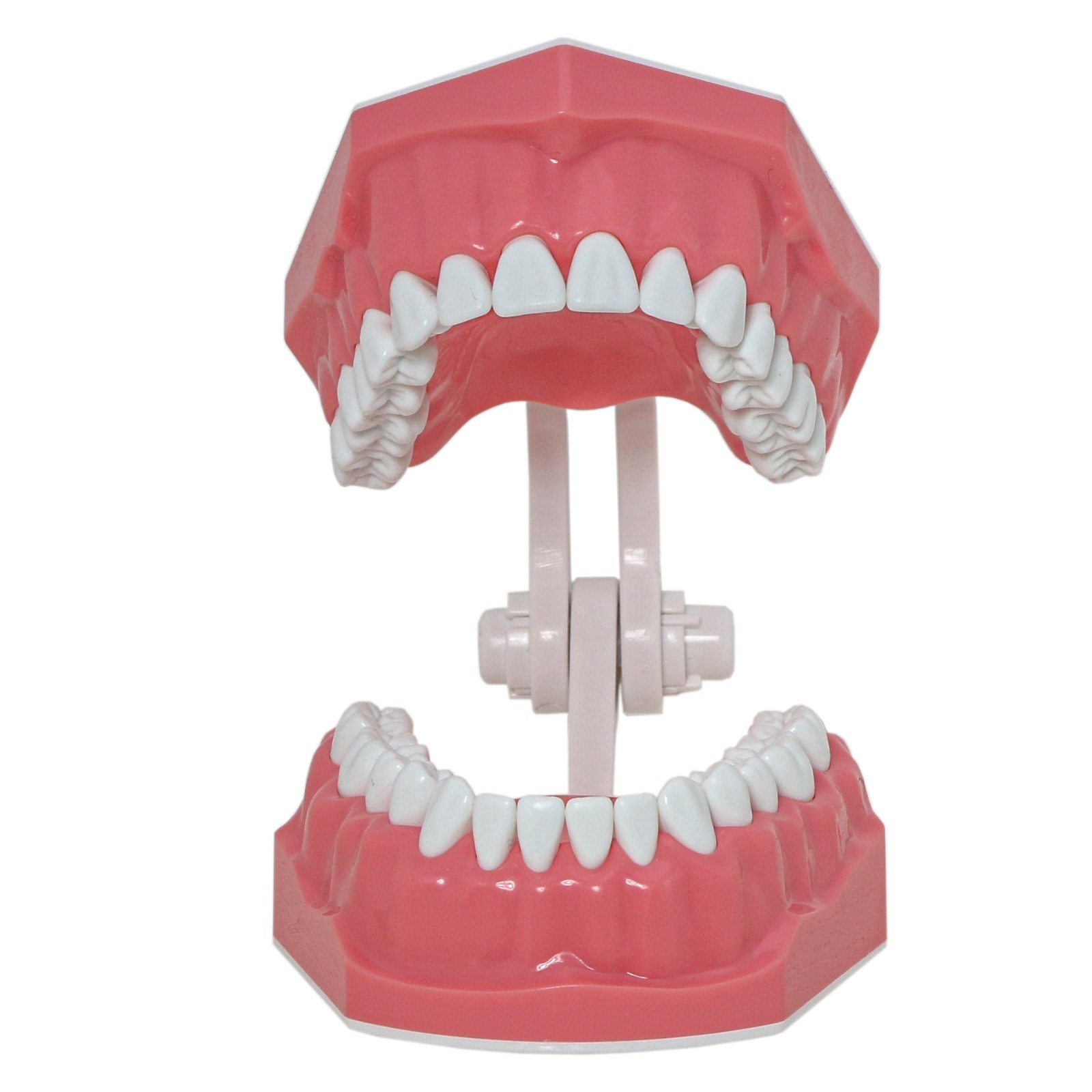 US Dental Teeth Typodont Model for Brushing Flossing Practice Teaching Study