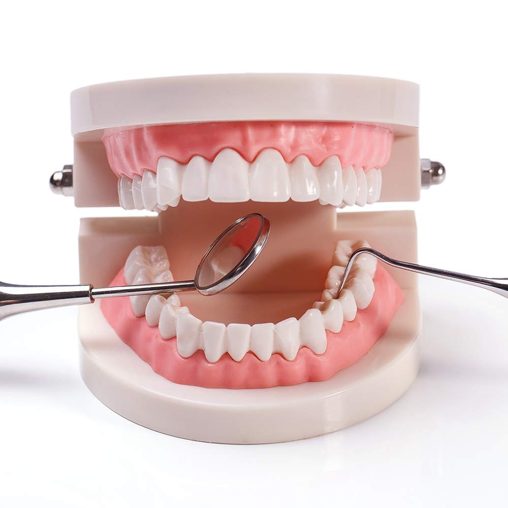 Adult Standard Teeth Model Typodont Denture for Dental Teaching with 2 Wrenches