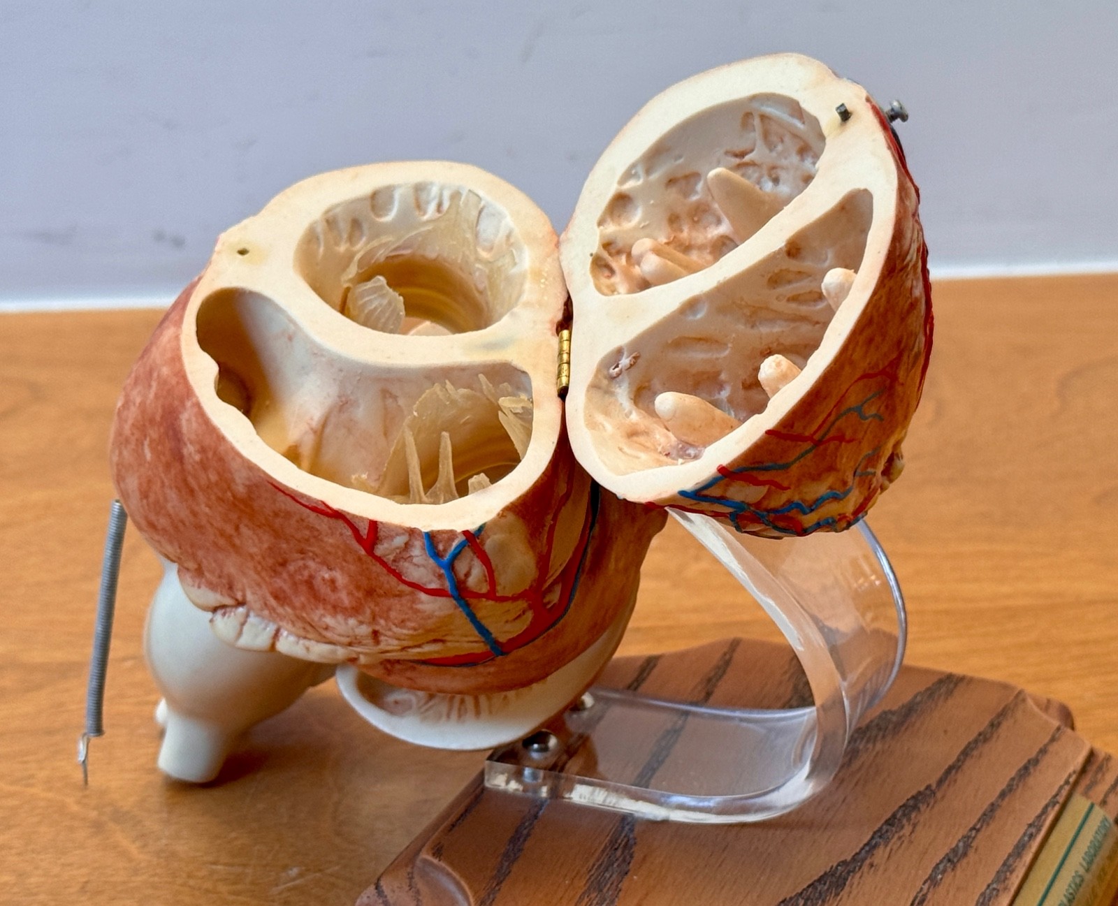 1970s Medical Plastics Laboratory Hinged Human Heart Model Sculpture Vtg Anatomy
