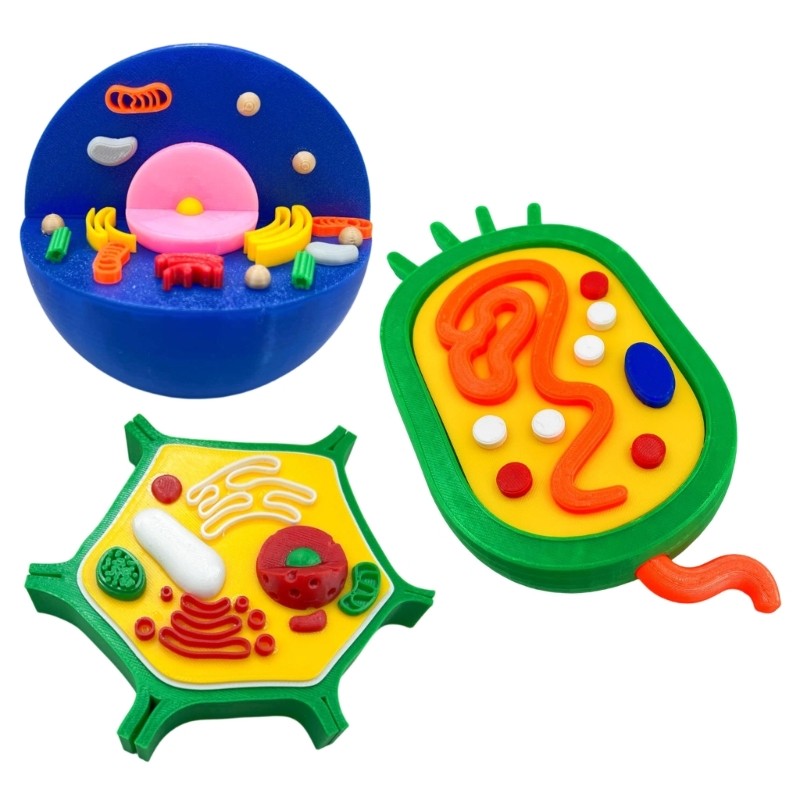 Educational Animal and Plant Cell Anatomy Model For Teaching Demonstration
