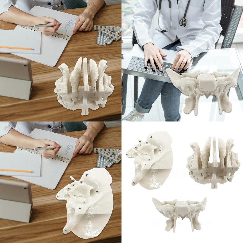 Practical Human Skeleton Model Temporal Bone Model Teaching Aid for Anatomy