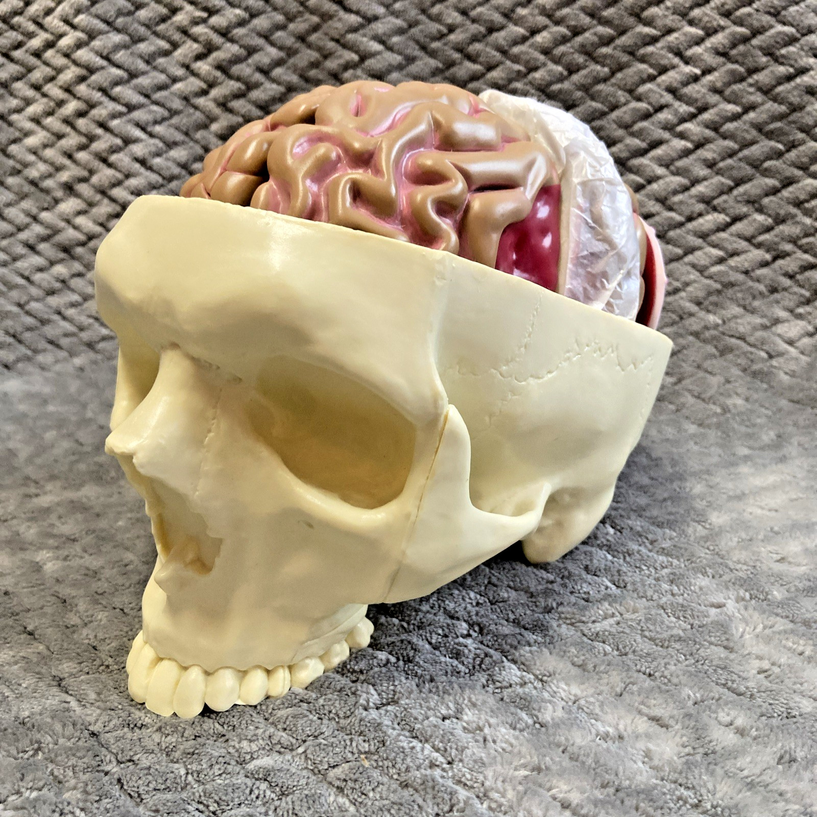 GPI 2900 Brain Model & Partial Skull Anatomical Model Home School Professional