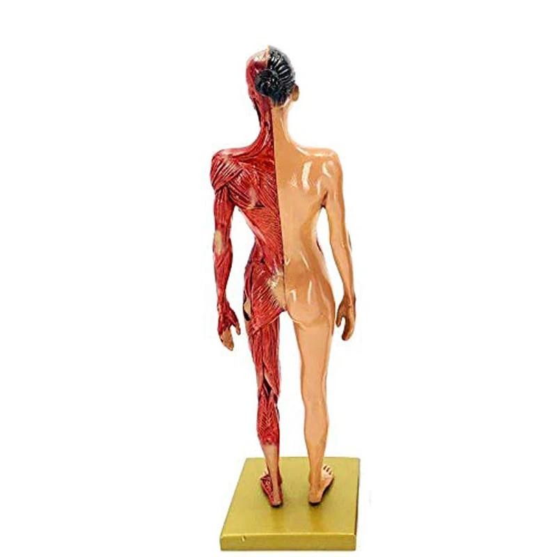 30cm Male Female Resin Human Anatomy Muscle Skeleton Model for Biologia Surgical