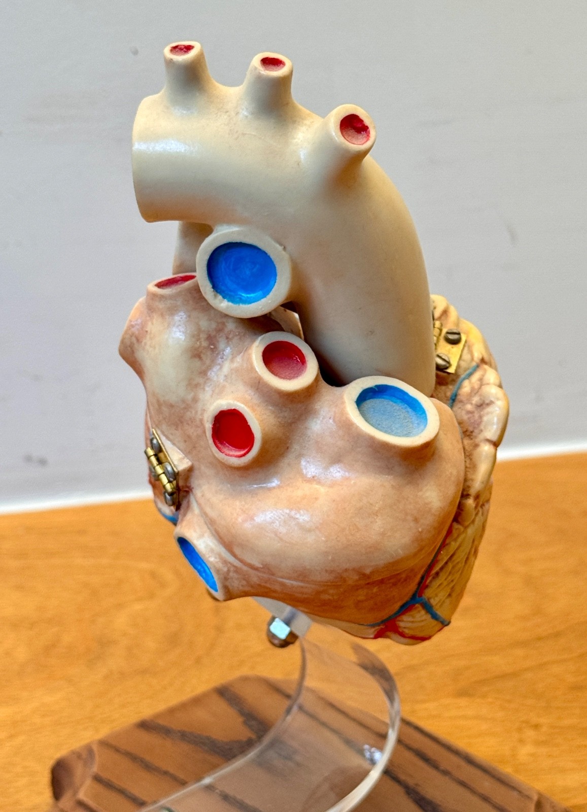 1970s Medical Plastics Laboratory Hinged Human Heart Model Sculpture Vtg Anatomy