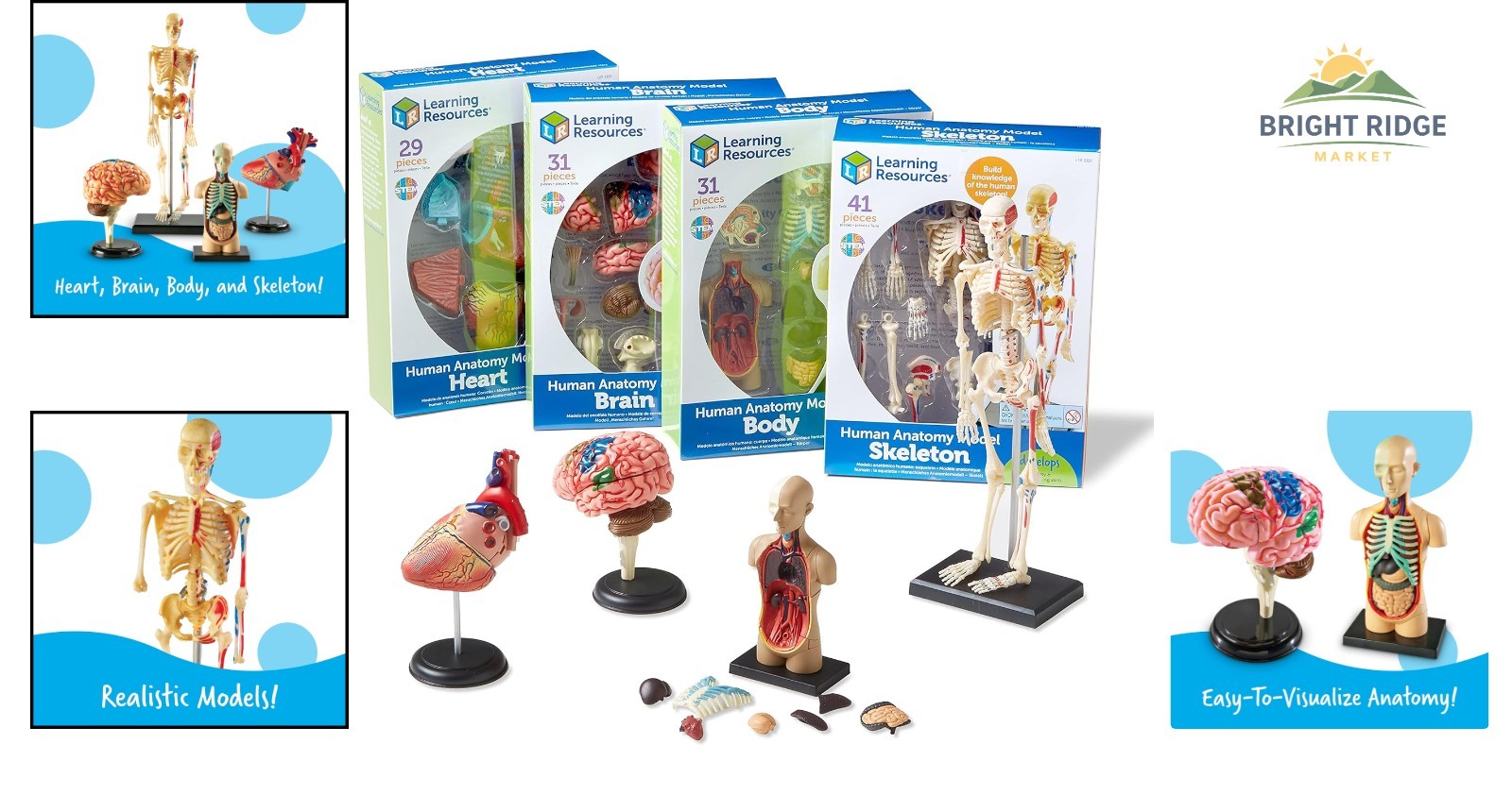 Detailed Anatomy Model Set, Includes Skeleton and Heart for Science Projects