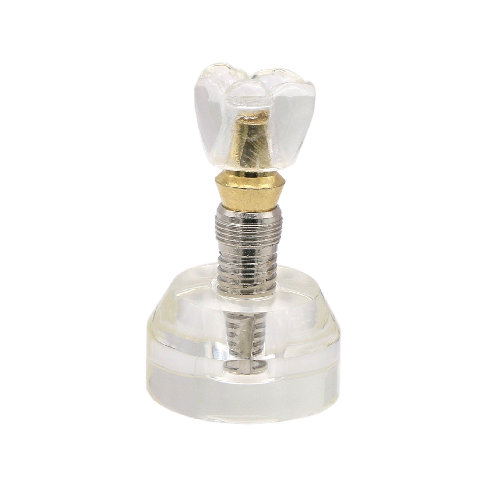 Dental Typodont Teeth Model Overdenture Implant Practice Endo Ortho Teachi Study