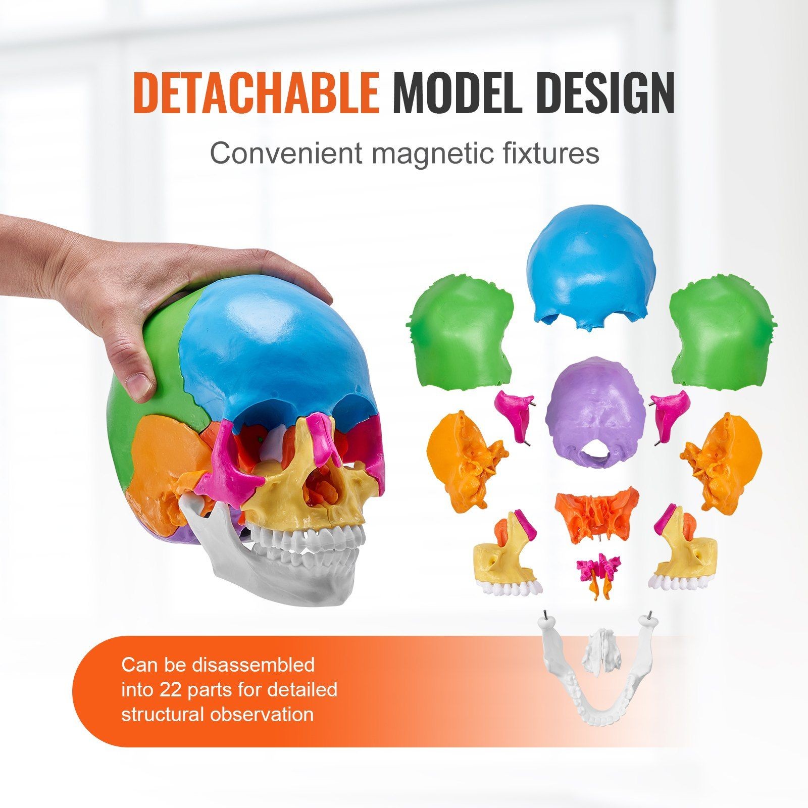 Anatomical PVC Skull Model 22 Sections Life-Size Detachable Study