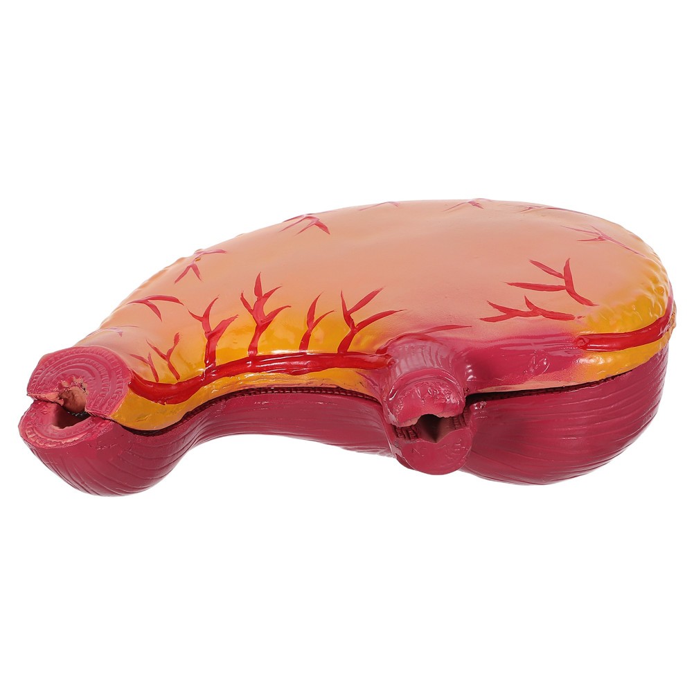 Stomach Study Model: Stomach Model – Detailed Organ Anatomy Tool – Anatomy