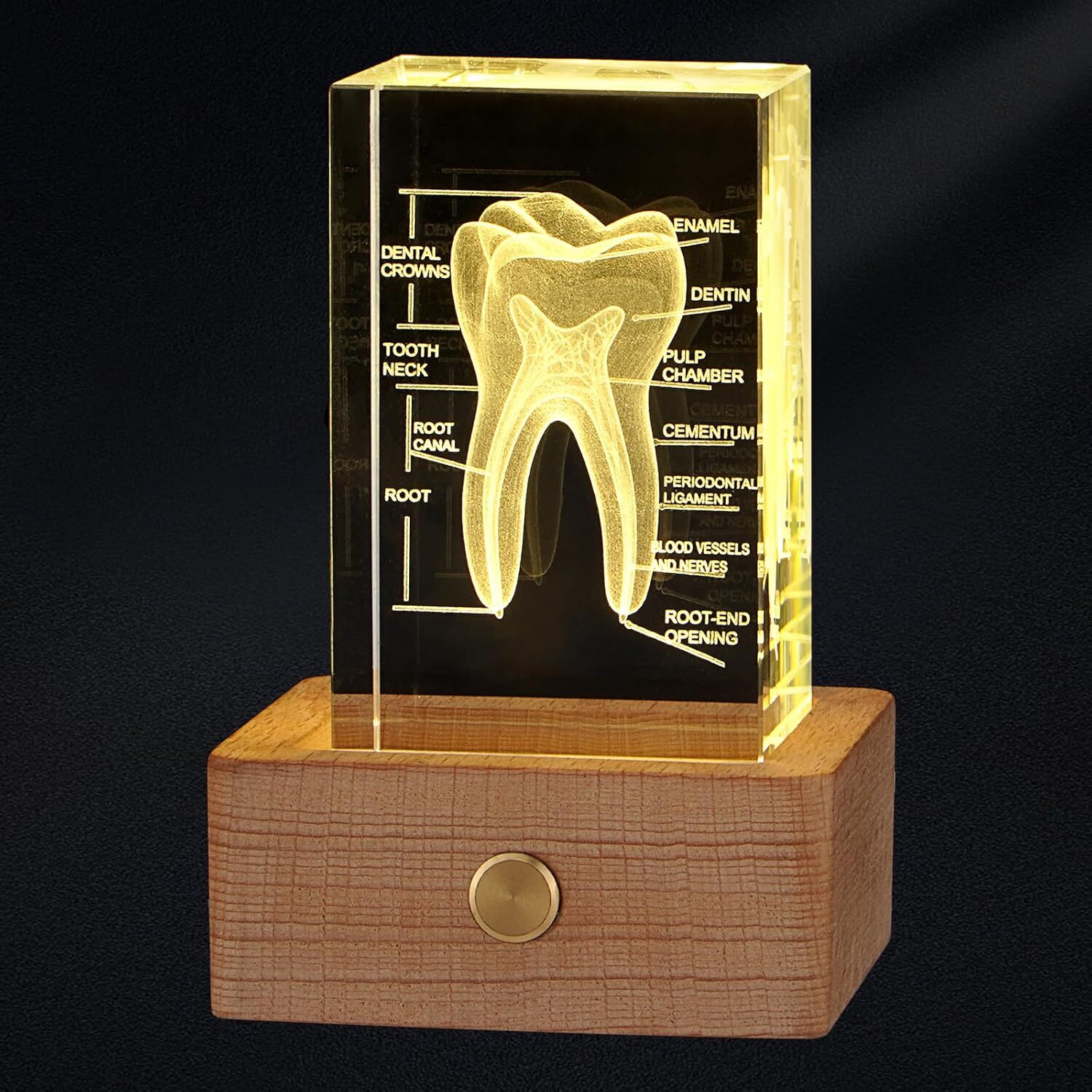 3D Crystal Human Tooth Model, Black Gift Packaging, Wood Base with Yellow Light
