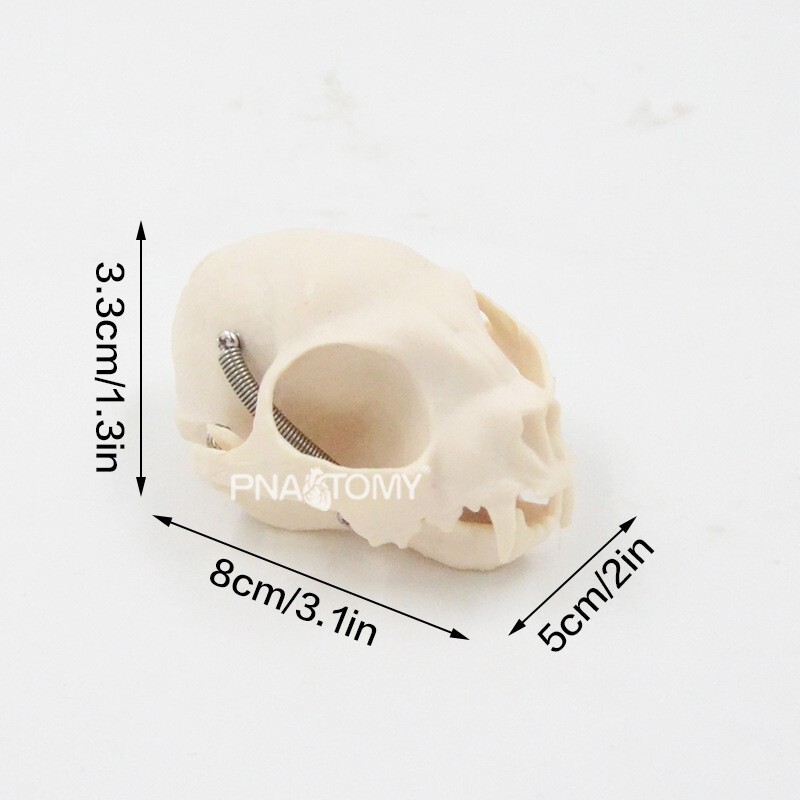 1:1 Animal Anatomy Model Simulation Canine Cat Skull Teeth Model Pet Anatomy
