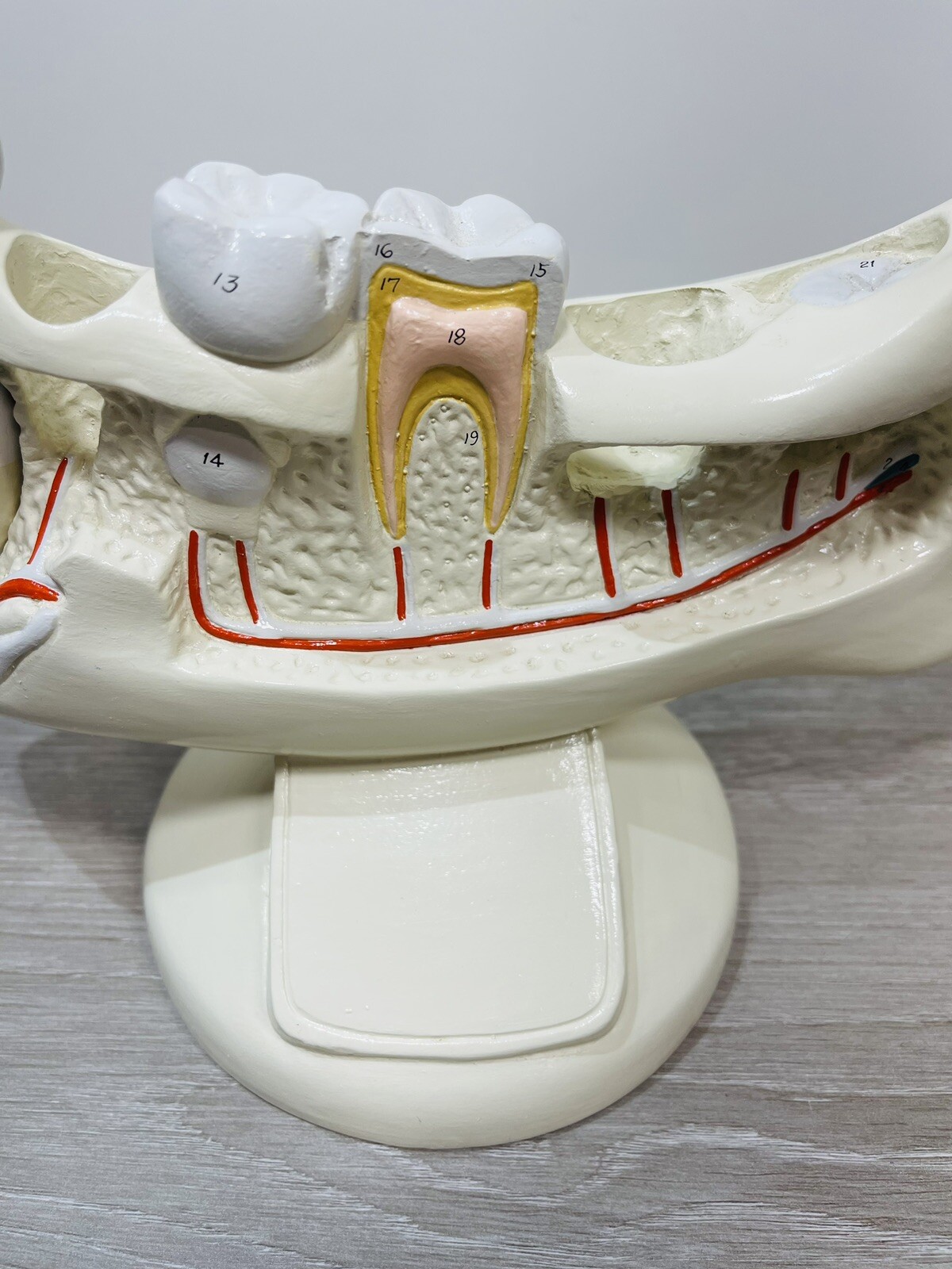 Denoyer Geppert Anatomical Model – Lower Jaw Bone Teeth