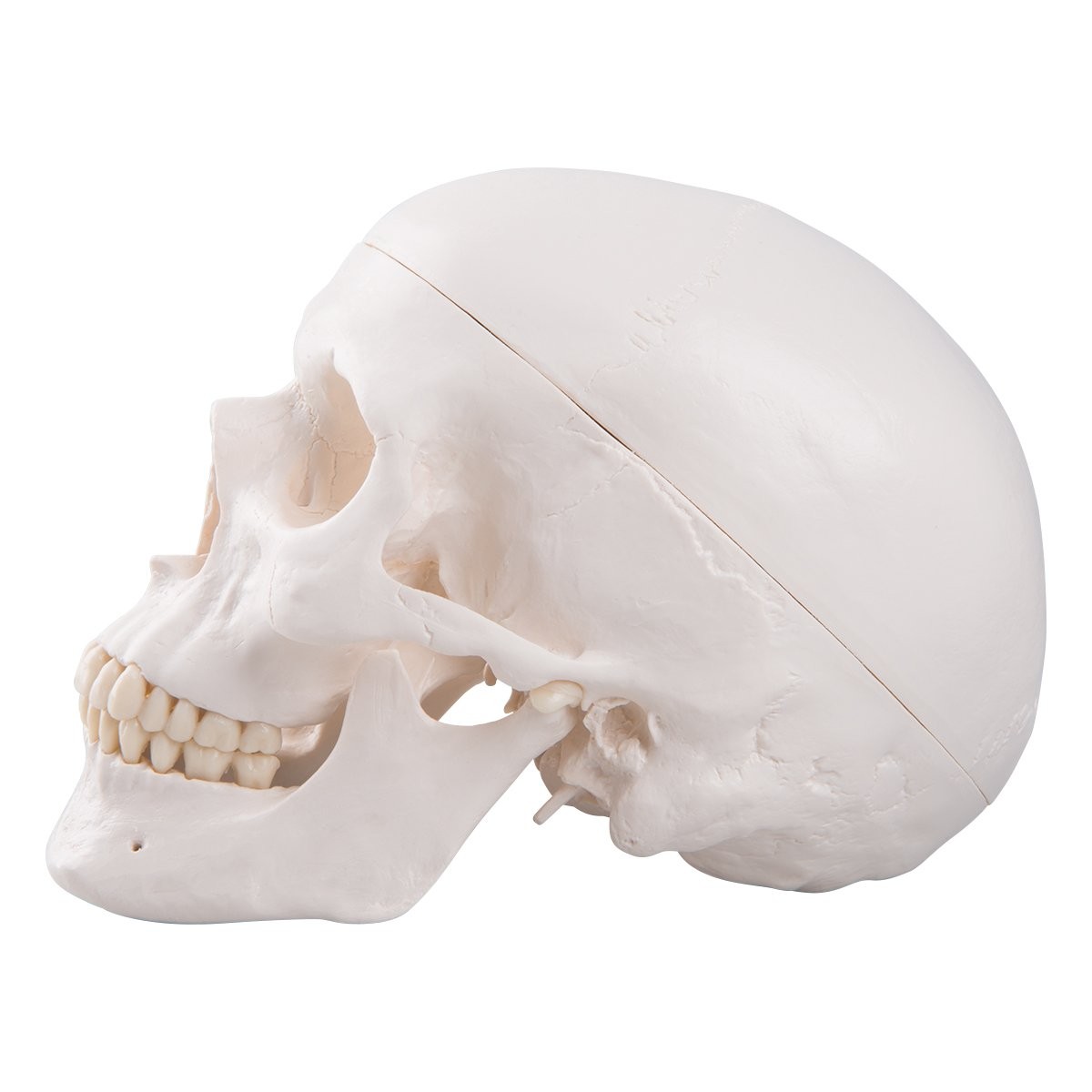 3B Scientific A20 Human Anatomy – Classic Skull Model with classique