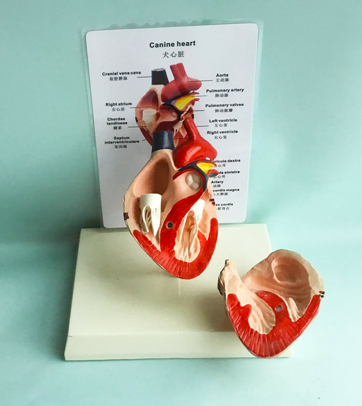 Dog canine pet medical heart model organ veterinary vet animal anatomy education