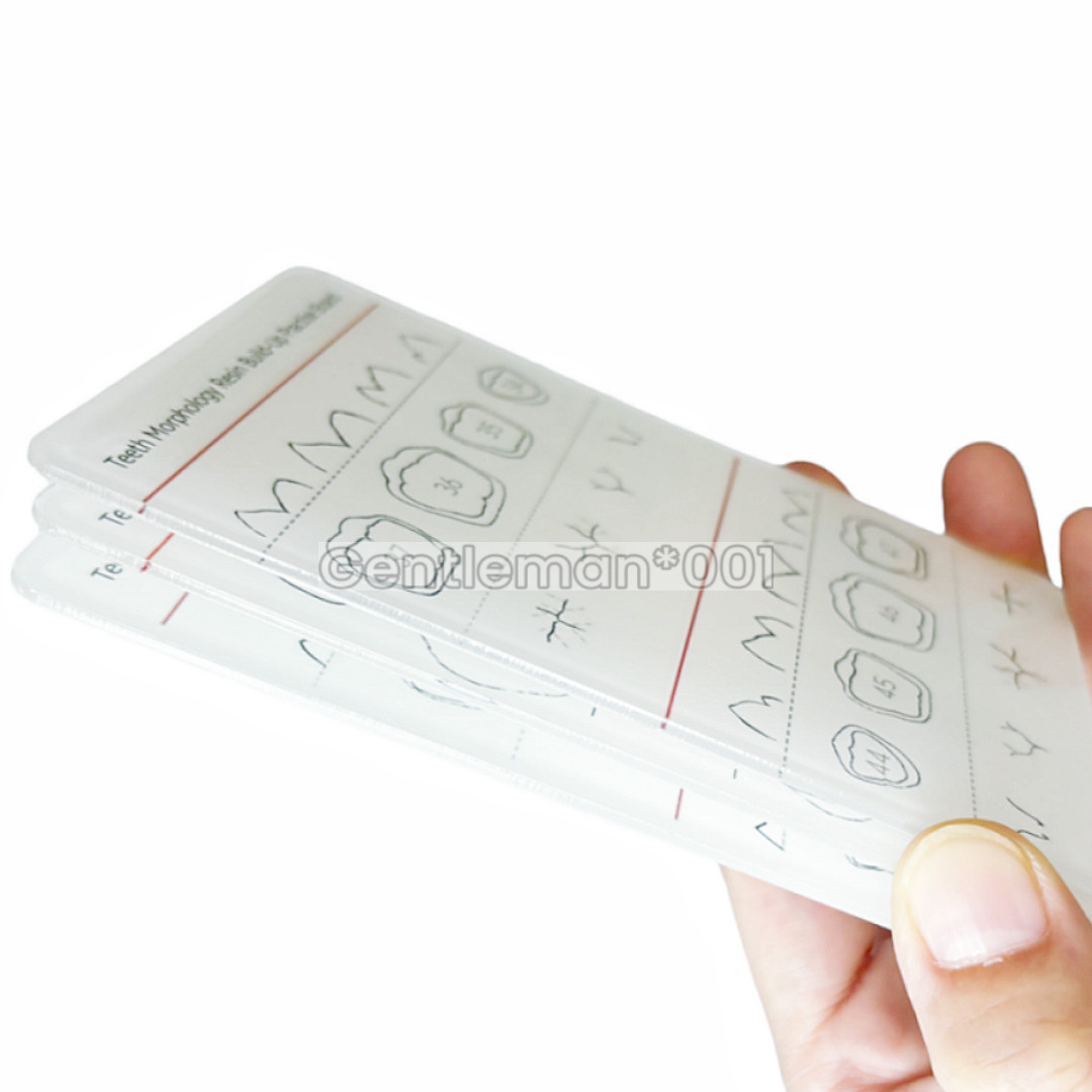 Dental Board Teeth Morphology Composite Build Up Practise Template Dentist Model