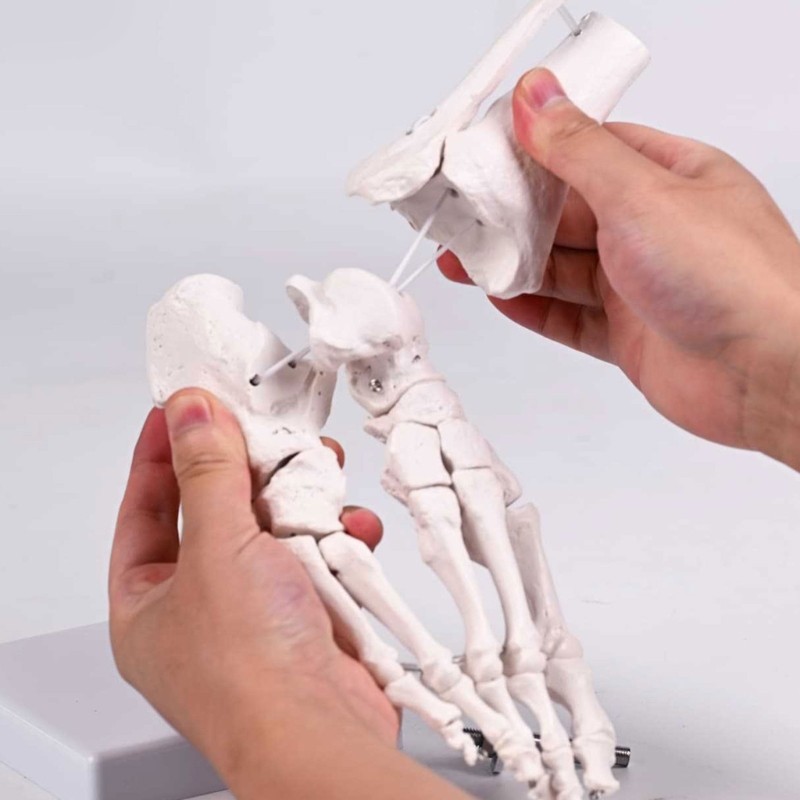 Human Foot Bone Model For Education Clinical Training And Patient Communication
