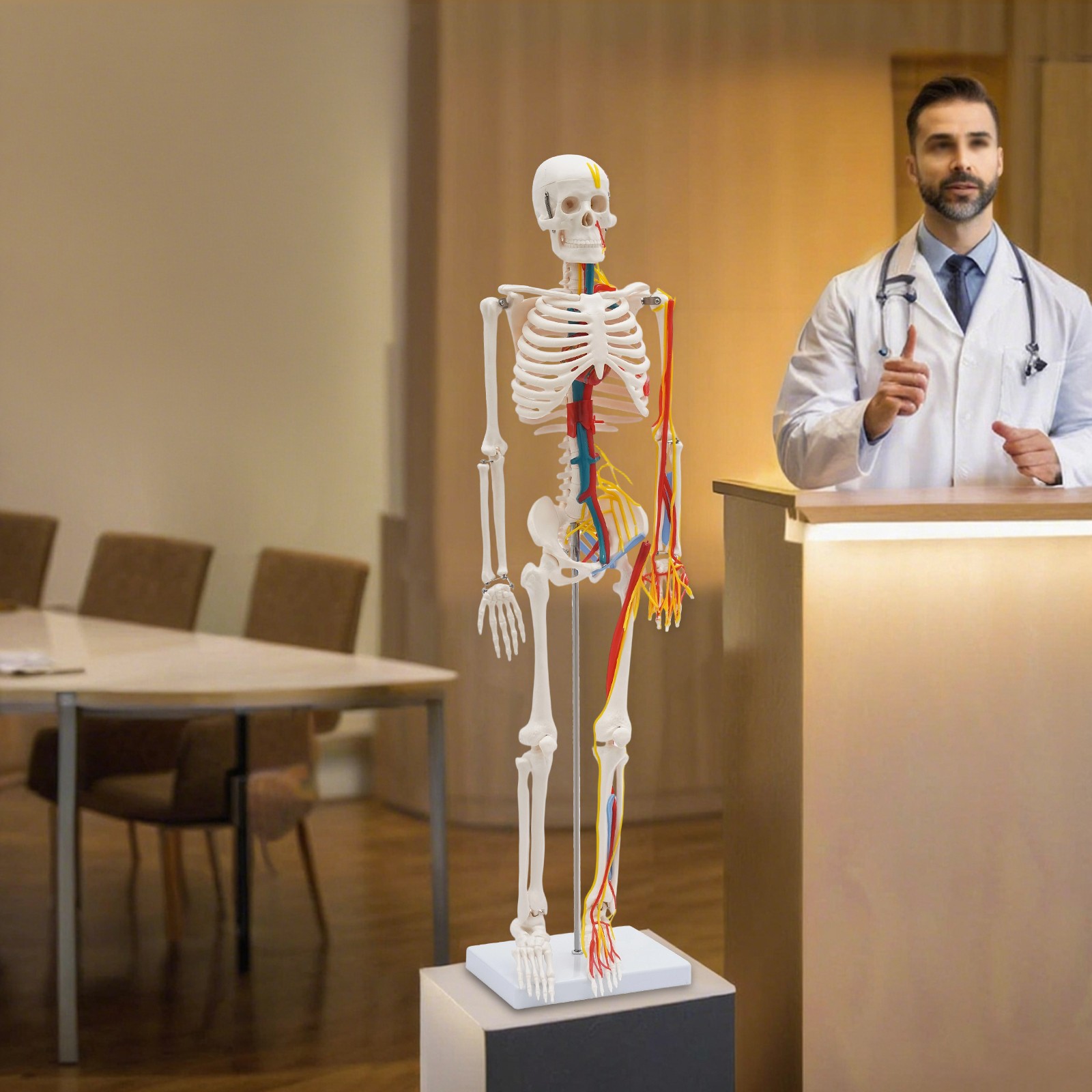 Human Skeleton Model PVC Skeleton Model For Medical Classrooms, Laboratories