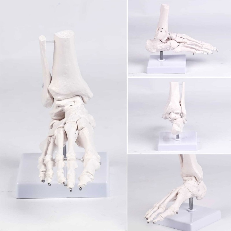 Human Foot Bone Model For Education Clinical Training And Patient Communication