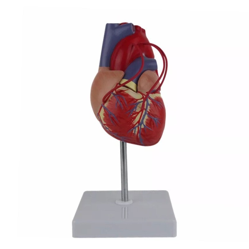 Human Heart Model 1:1 Life Size Anatomical Heart Model for Cardiology Study