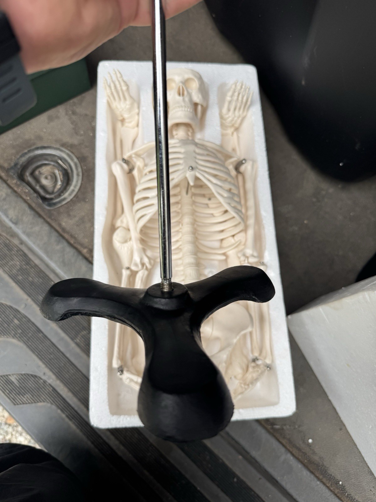 Human Skeleton Model Medical Anatomical Skeleton Life Size Anatomy Teaching