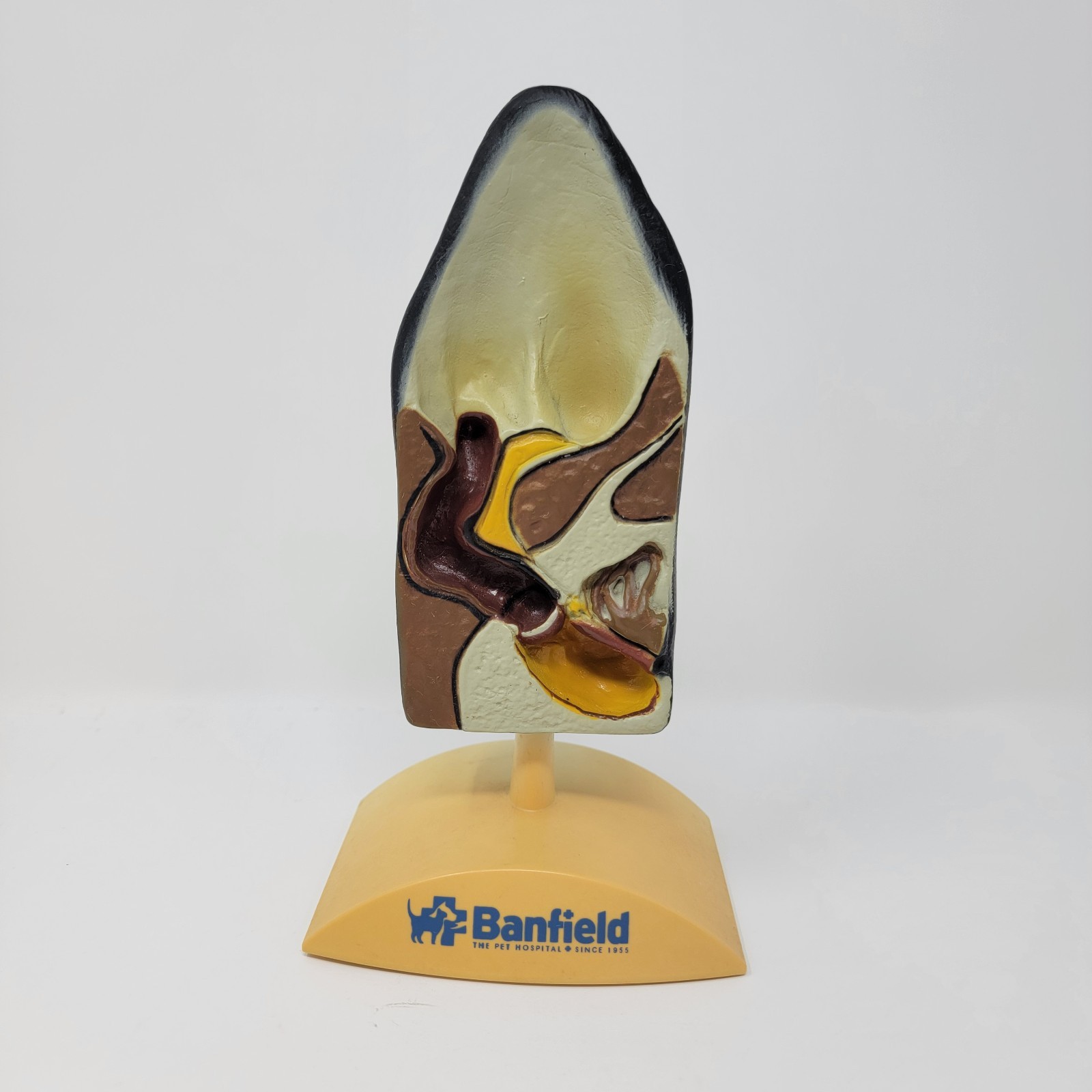 Banfield Veterinary Plastic Anatomical Model for Education – Canine Ear