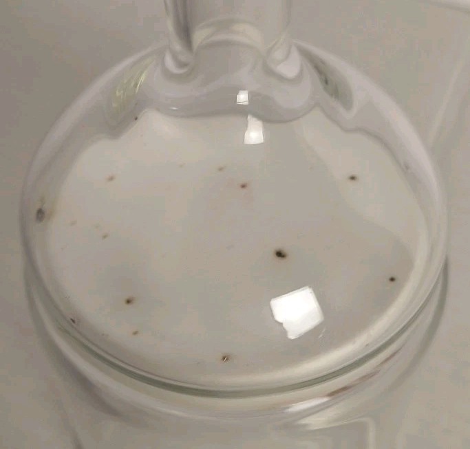 VWR Buchner Filter Funnel 350 ml -80M Medium Porosity Fritted Disk 89000-448