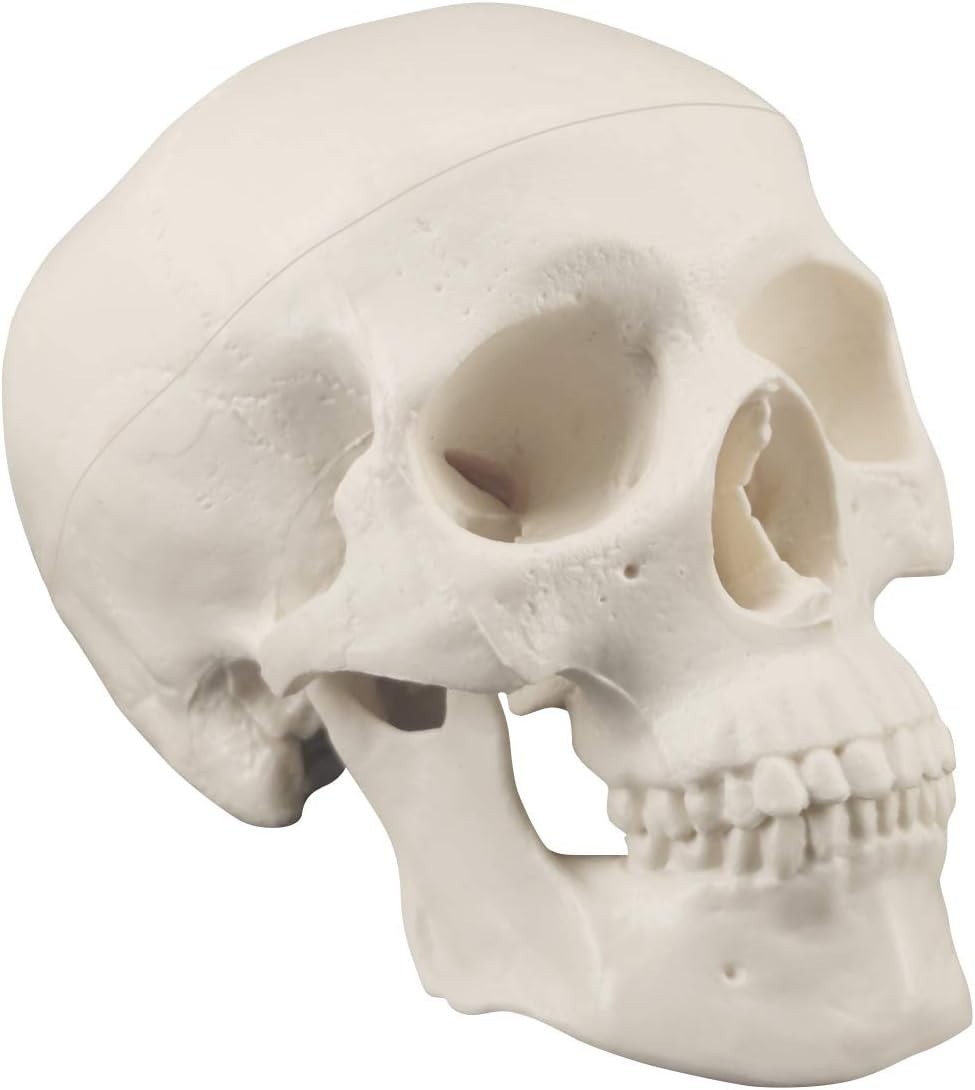 Mini Skull Model – Anatomical Human Skull with Moving Jaw for Art & Education