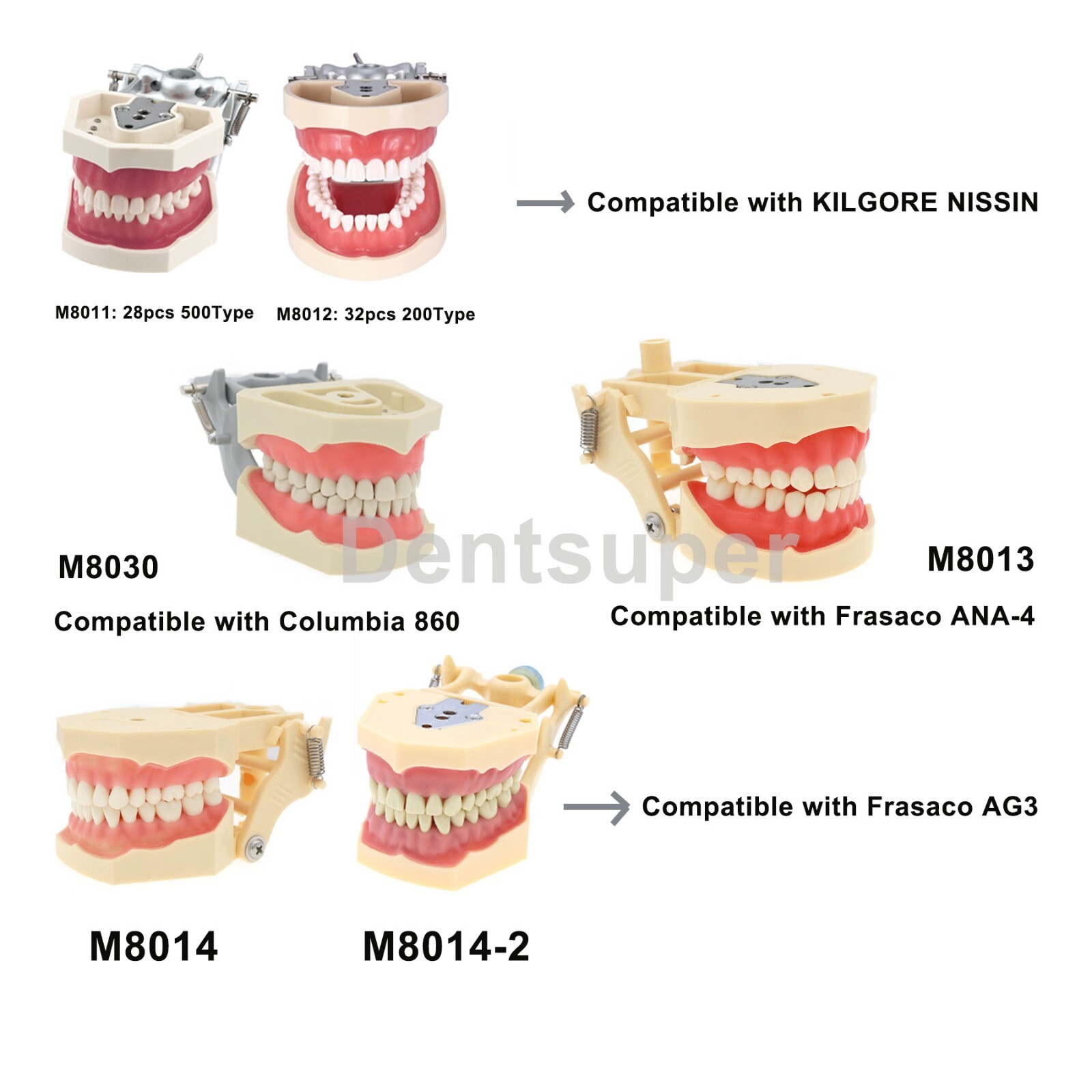 Dental Typodont & Implant Models – Educational, Pathology, Restoration Training