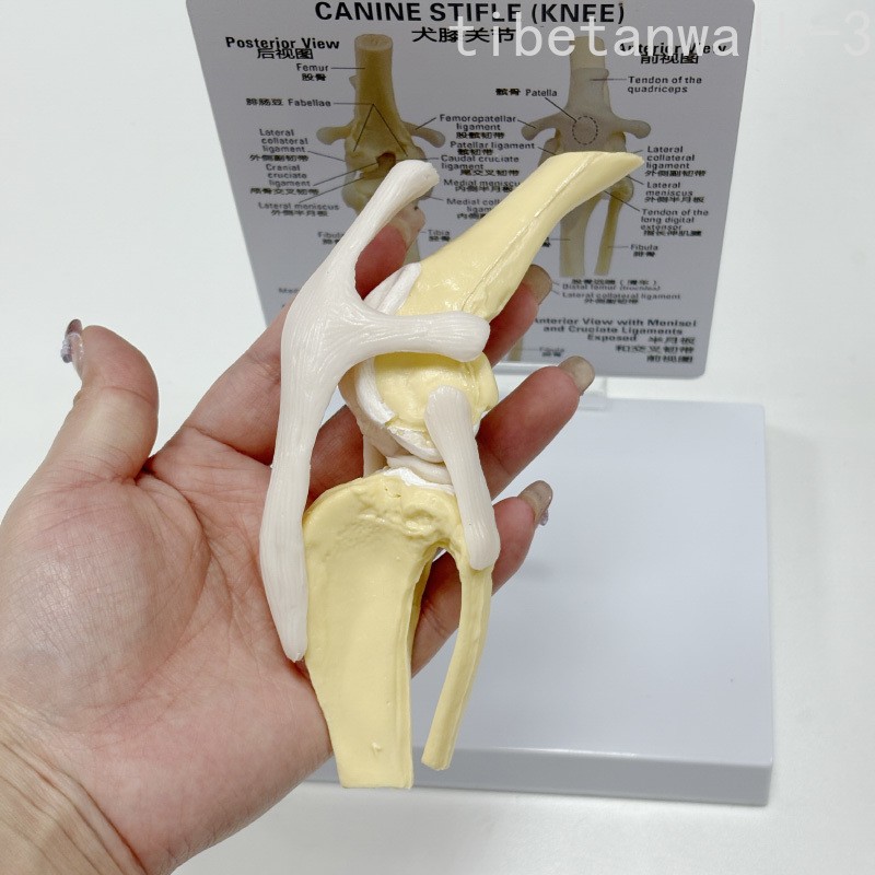 12x11x18CM Semi-flexible Ligaments Dog Bone PVC Model Anatomical Models