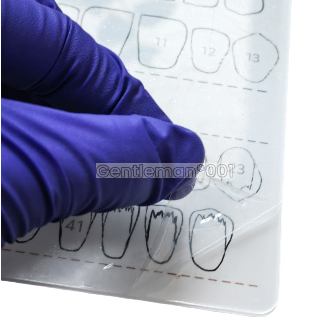 Dental Board Teeth Morphology Composite Build Up Practise Template Dentist Model